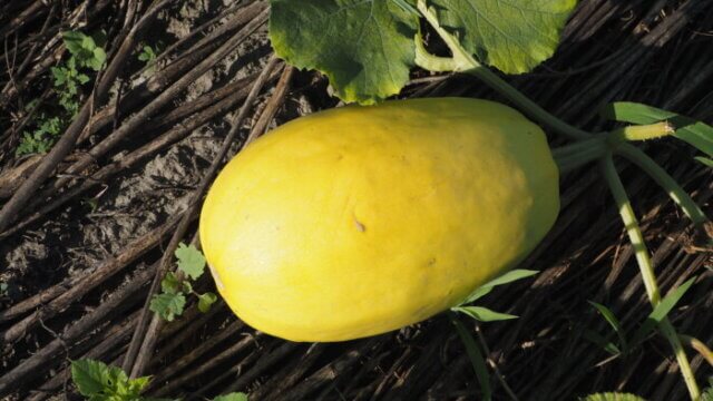 キンシウリの育て方・栽培方法植物図鑑みんなの趣味の園芸 NHK出版