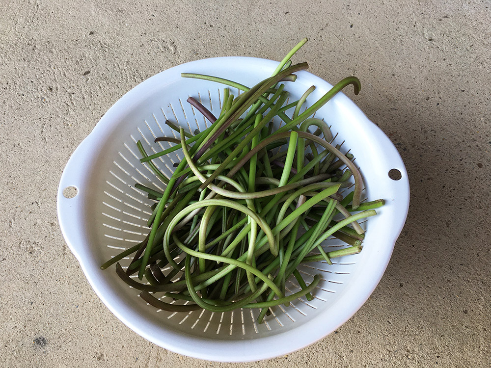 芋づるの下処理