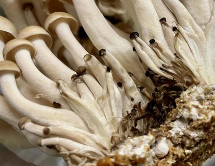 大粒 石づきがない 南魚沼産 ぶなしめじ 約180g