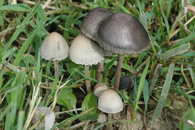 ワライタケ 笑茸見分け方 - Picture Mushroom