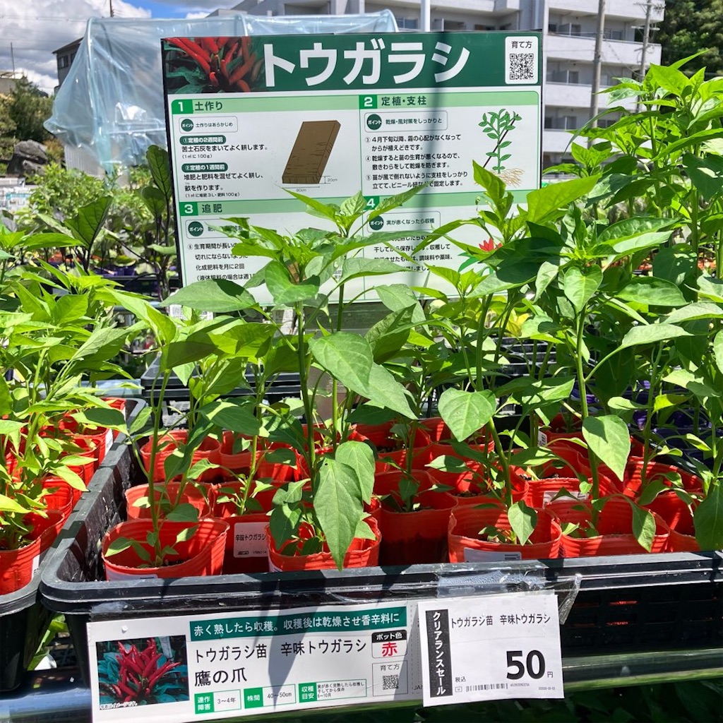 鷹の爪 タカノツメ のまとめ！ 育て方 種まきや水耕栽培 と花言葉等13個のポイント！植物の育て方や豆知識をお伝えするサイト