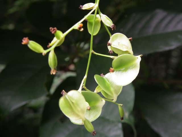 カロノエでポプテピピックパロ調理器具