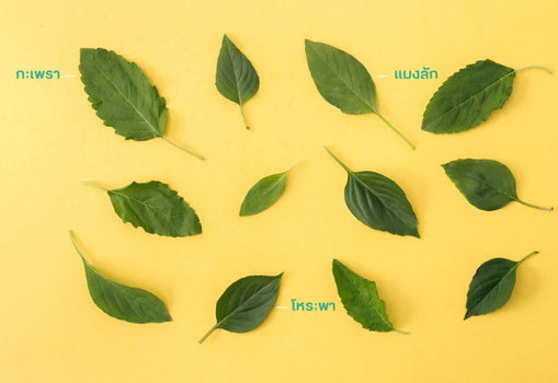 ホーラパー」はじゃんじゃん増えるスイートバジルタイランドハイパーリンクス：Thai Hyper