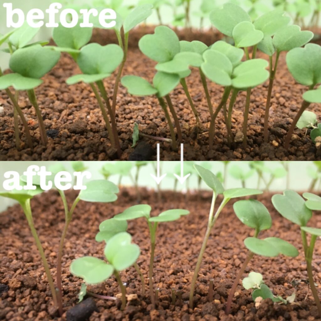 ルッコラの育て方・栽培方法LOVEGREEN ラブグリーン