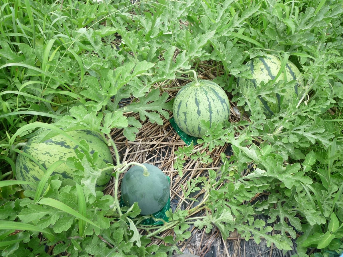 スイカ畑