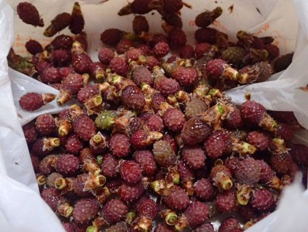 松ぼっくりを食べるイスカを観察 2019年11月この季節を待っていた