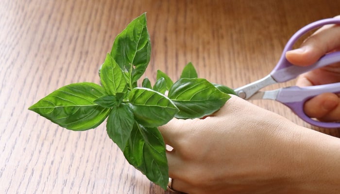 バジルの挿し木 - aiuのブログ