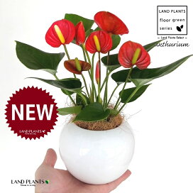 Amazon.co.jp:観葉植物 ロシアンオリーブ ヤナギバグミ ハッピーグミ３～４号 １ポット北海道冬季発送不可 :DIY・工具・ガーデン