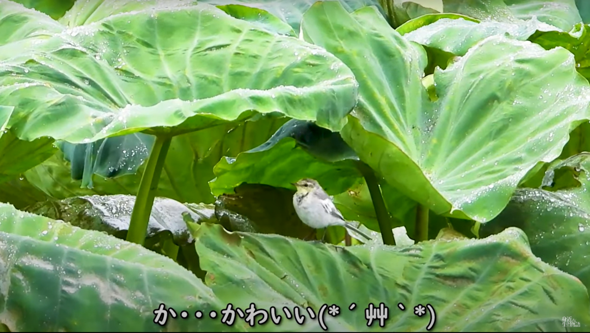 育ち盛りの里芋さん🥔 葉っぱの模様がとても綺麗です。まぁのうえん菌ちゃん農法垂直仕立て栽培畑のある暮らし畑の風景農ある暮らし栽培期間中農薬不使用無農薬ていねいな暮らし有機野菜里芋栽培manofarmorganicorganicfarming