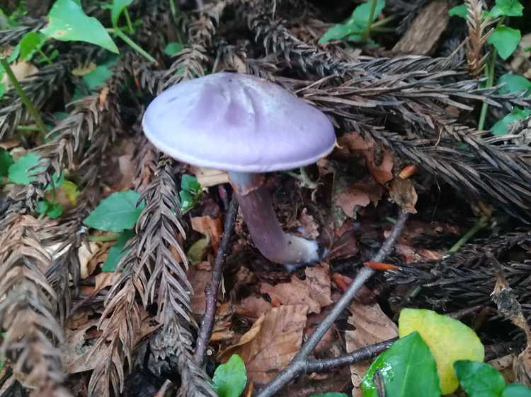 4ページ目 「ウスムラサキホウキタケが並ぶと本当に嬉しくて」きのこ狩り名人の愛はすごかった移動編集部文春オンライン