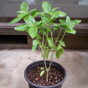 バジルの増やし方水挿しでバジルを増やしてみよう！LOVEGREEN ラブグリーン