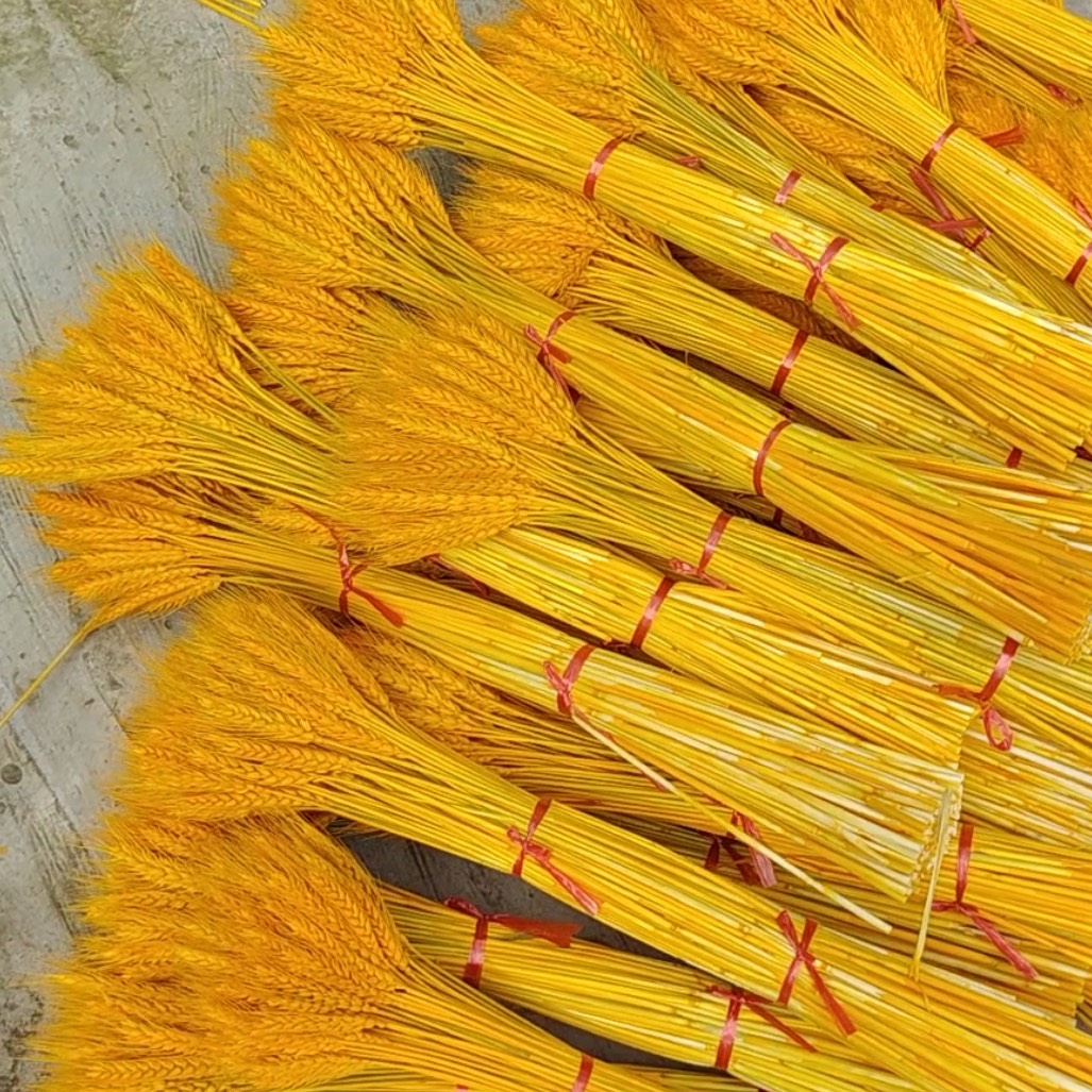 黄金麦穗——图库图片© Shvydkova17393359