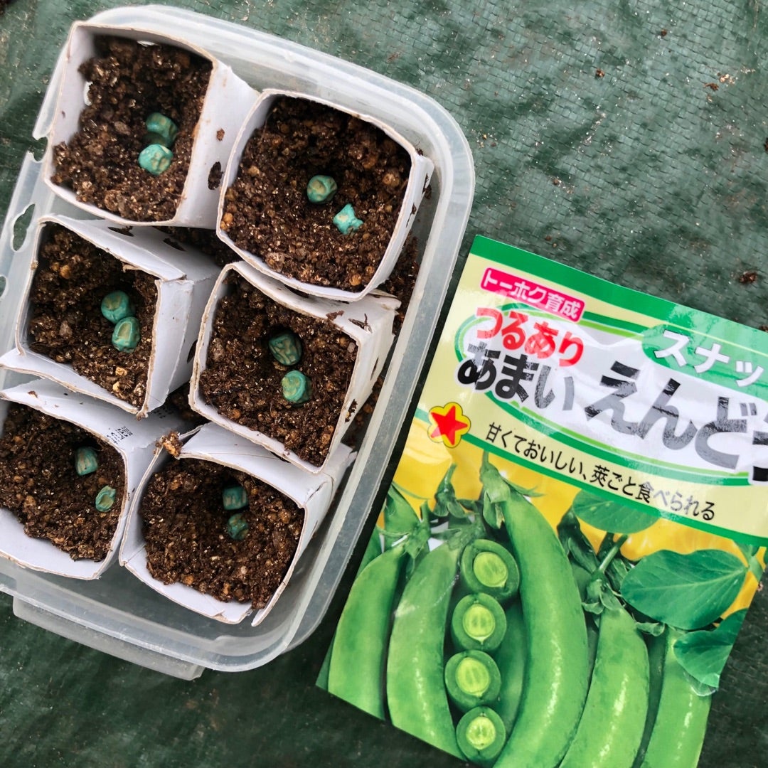 すずなり肉厚スナップエンドウ豆 春植えタイプの苗3個～ 野菜苗9cmポット植物のＩＴＡＮＳＥ 全品送料無料・即出荷