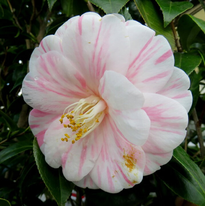 八重椿の歩み・沿革八重椿本舖