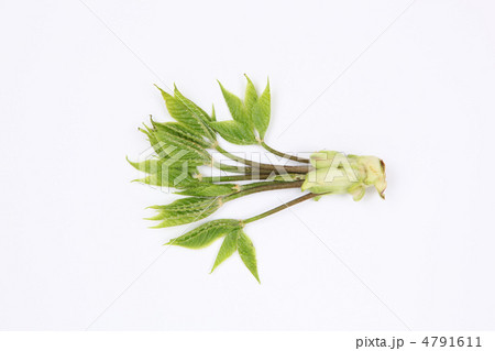 コシアブラ 芽 白木の芽 山菜の写真素材 - PIXTA
