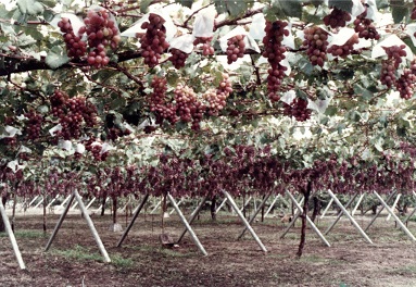 玉野市M様 ぶどう棚農業新規参入、ビニールハウスの設計・施工なら髙橋産業