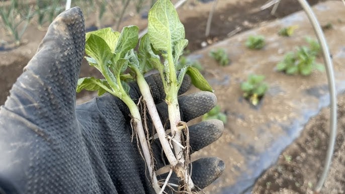 ジャガイモの芽を正しく処理する方法は？食べてはいけない理由も - macaroni