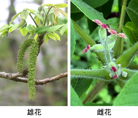 オニグルミ 鬼胡桃 の収穫から食べるまで