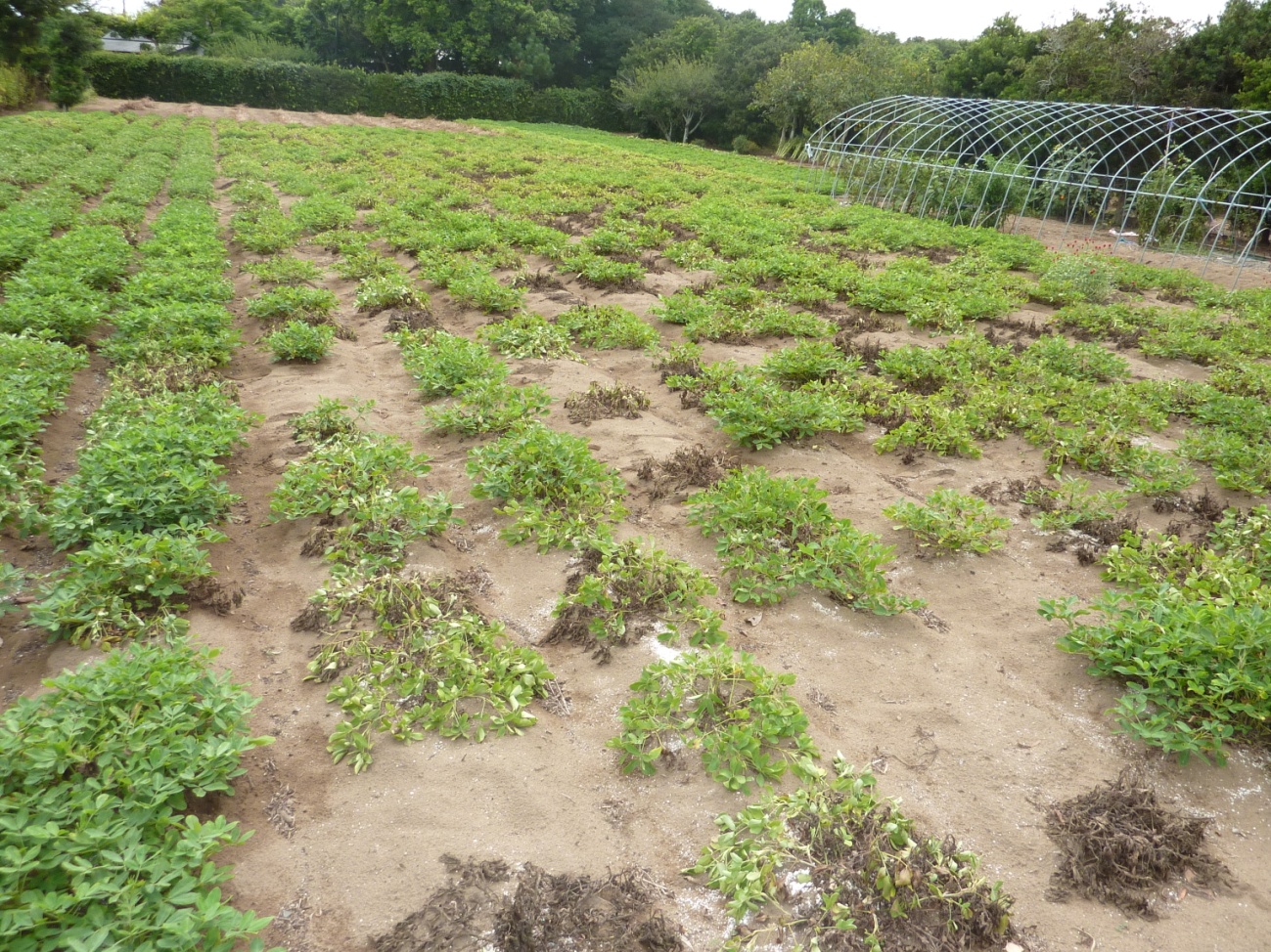 畑で採れたピーナッツの蜜煮:PERIE Online通販JRE MALLショッピングJRE POINTもおトクに貯まる・使える