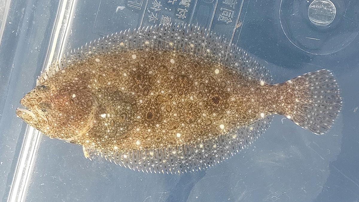 お魚豆知識 4 ヒラメとカレイ：似てるけど違う魚稲垣湧斗