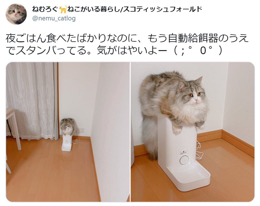 みんなで仲良くごはんを食べるにゃ！！たくさんの猫にエサをあげる方法が斬新すぎるねこナビ