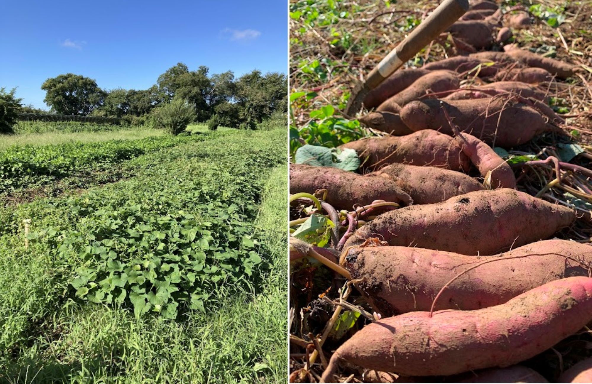 夫婦で就農、農民連に新しい風吹かせる 2023年1月9日 第1535号