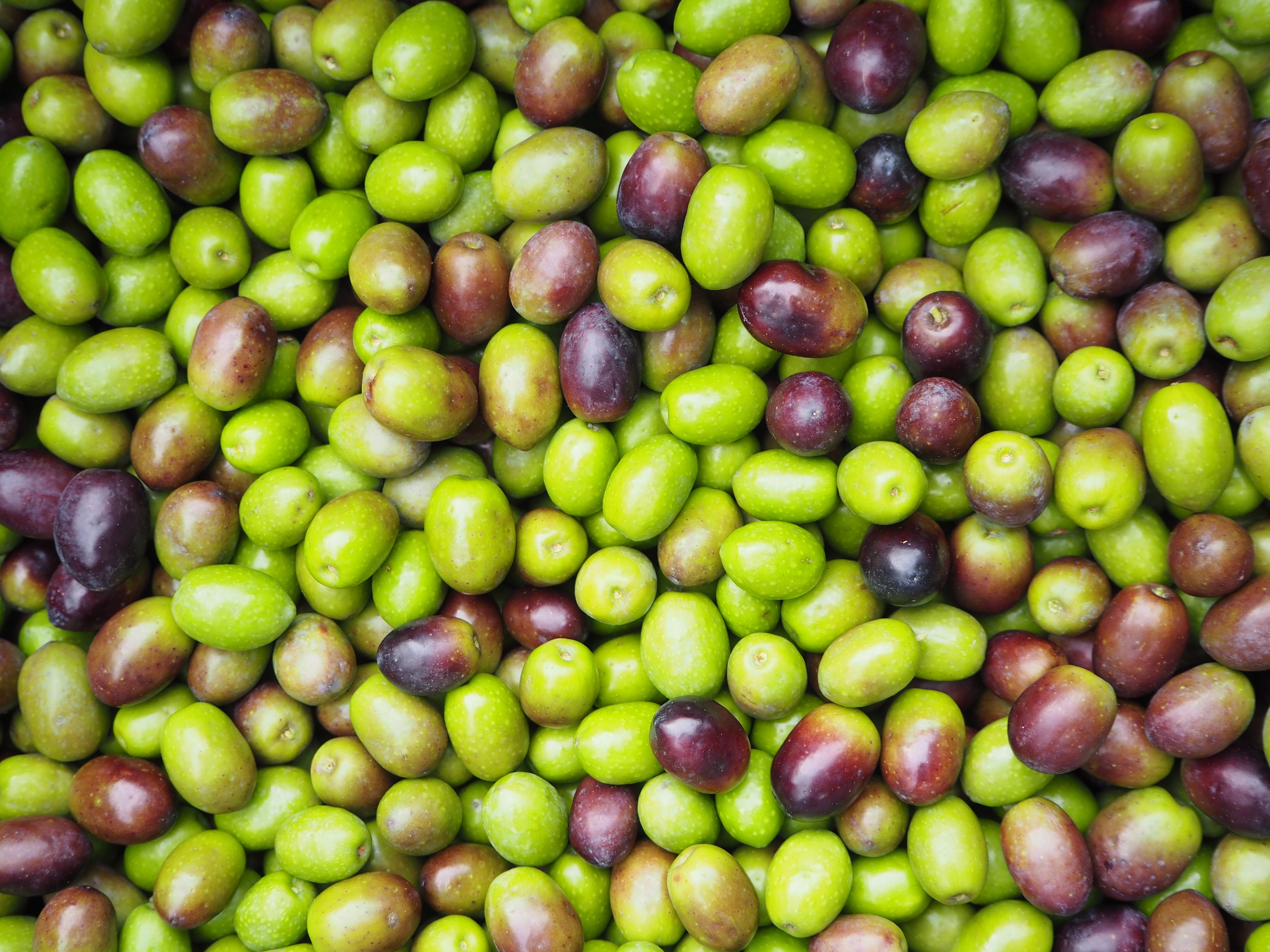 小豆島のオリーブ農家が実際にやっている収穫 手摘み の方法山田オリーブ園