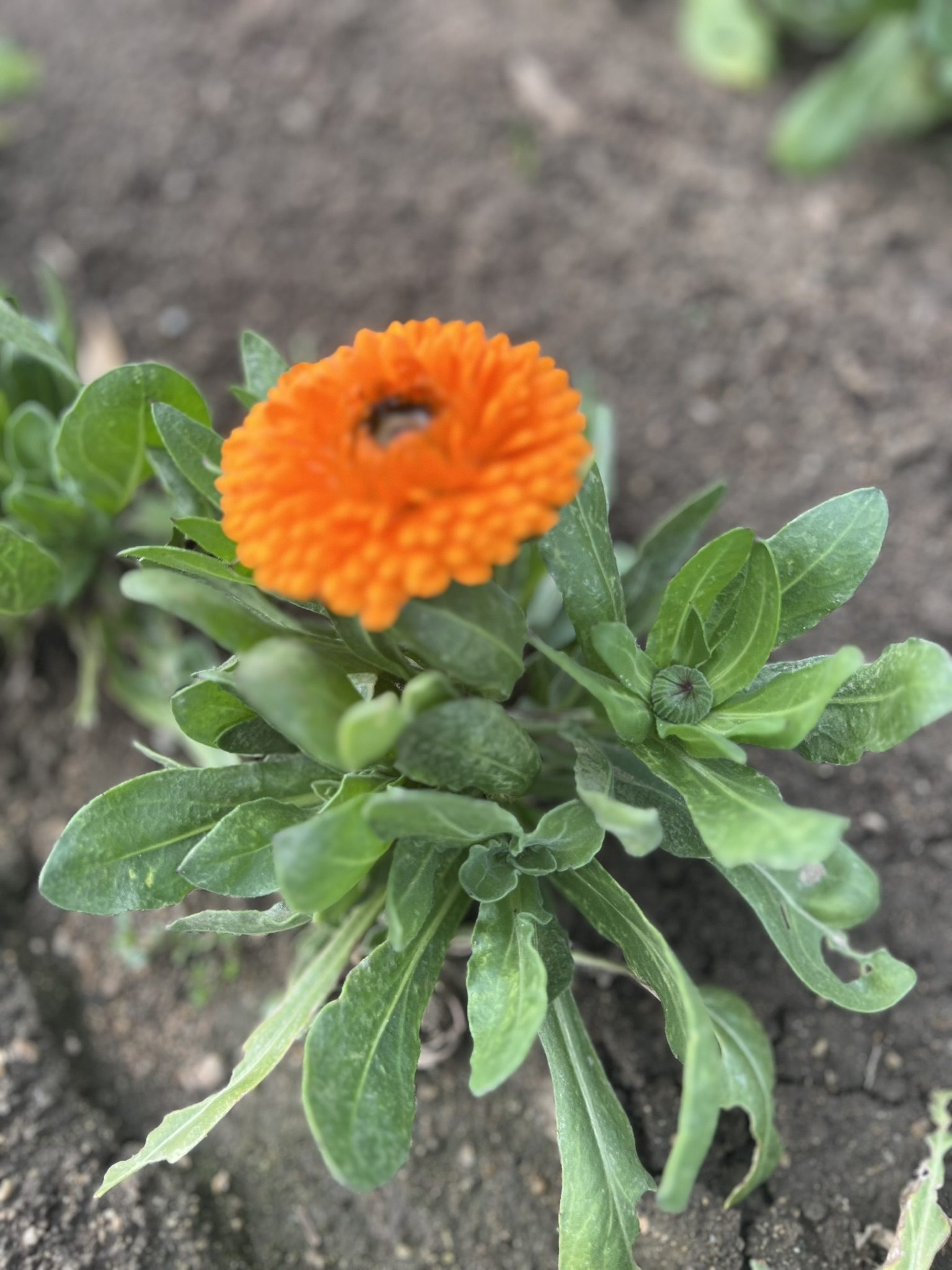 花の苗 カレンデュラmix・２株 エディブルフラワーの苗・固定種・栽培期間中農薬不使用・化学肥料不使用ITONAMI