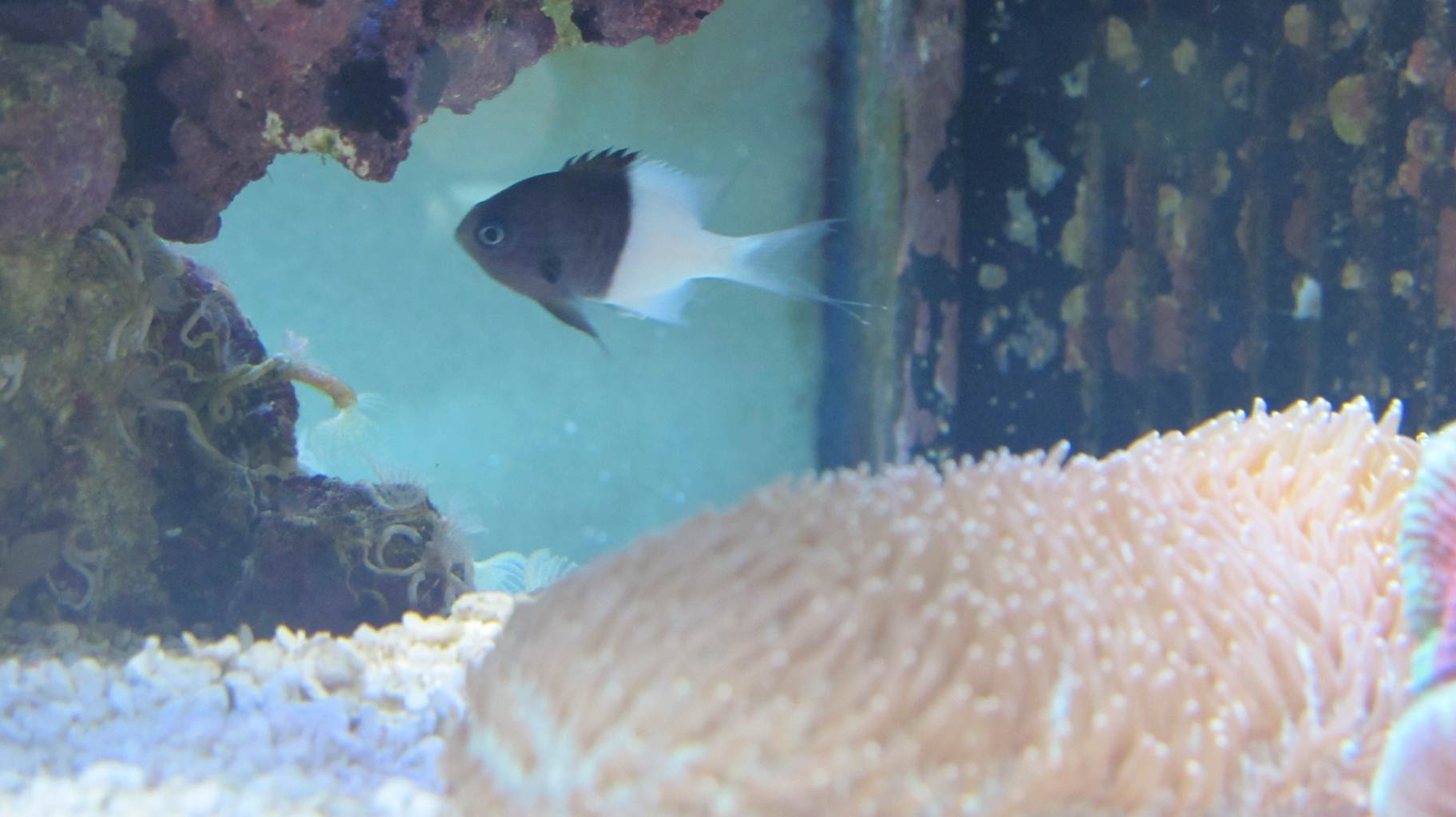 海水魚水曜日からたっぷり商品アップ完了！生麦海水魚センタ