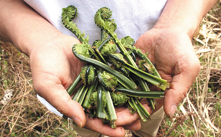 たらの芽、ふきのとう、うど、こごみ、わらび 人気の山菜8種類の下処理をすべて解説！三越伊勢丹の食メディアFOODIE フーディー