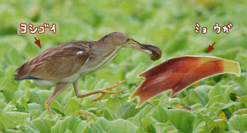 ビフォーアフター、フキの収穫とミョウガ園芸日記byたこまふじみんなの趣味の園芸954005