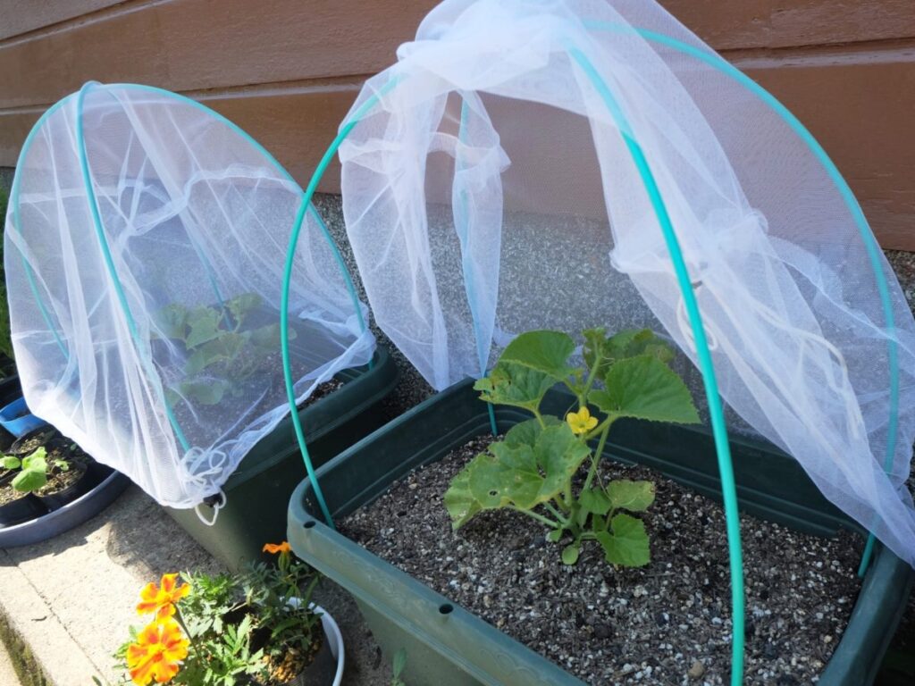 家庭菜園~プランターで始めるベランダ菜園~