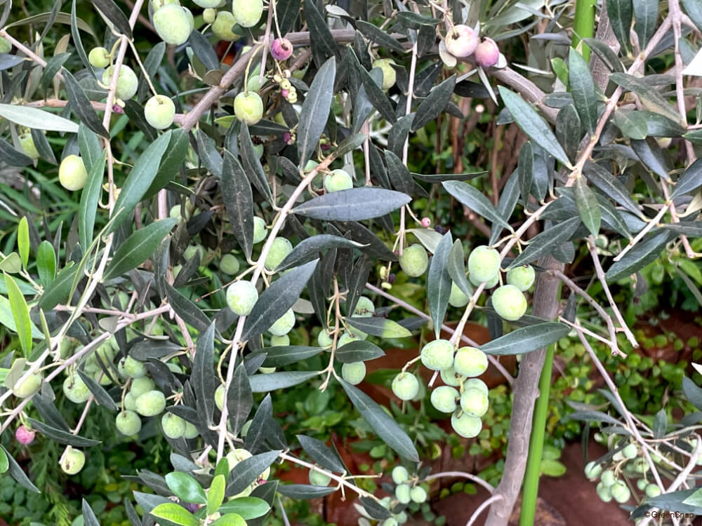 石巻産オリーブの収穫が行われました 令和5年度- 宮城県公式ウェブサイト