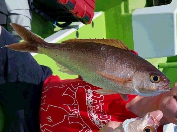 Okinawa sakana umai OkinawaOkinawaFoodSeafoodLoversHiddenGemVisitOkinawaJapanTripFoodieTravelJapaneseFoodFreshSeafoodMotobuMikiShokudo沖繩美食沖繩旅行