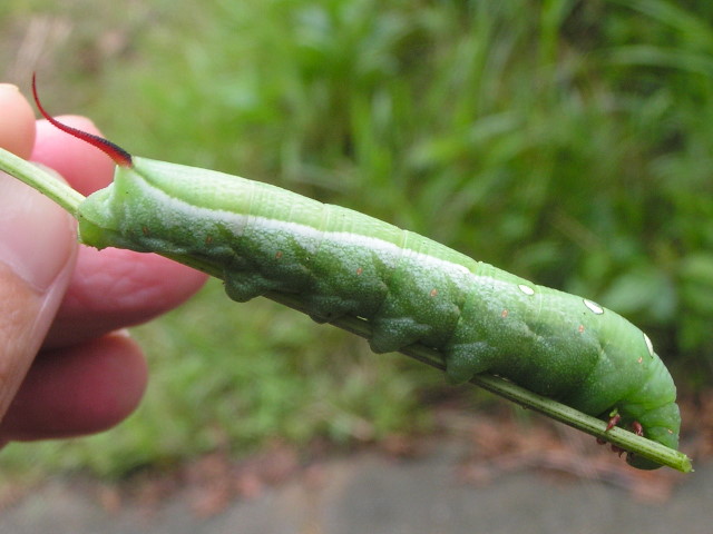 コスズメの幼虫 , とっても大きくムチムチになりました🐛, いろちの2匹💚🤎, たまらん、ため息出るほど可愛い,今年はスズメガたくさん会えてて幸せだぁ❤️, 🤎の子が蛹化しそうな雰囲気なので, その前に📷✨, Caterpillars of the samespecies but different colors🐛🤎💚,男の子ママ女の子ママ兄妹ママ兄弟妹年子ママ