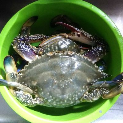 活ワタリガニの茹で方 捌き方付き