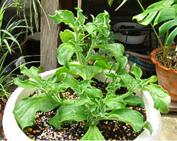 ベランダ鉢で種からアイスプラントそだレポ 栽培レポート by4chanみんなの趣味の園芸