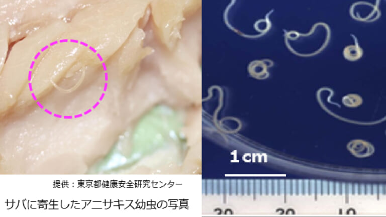シーバスの刺身は『アニサキス』に気を付けろ！生食の食べ方と注意点釣りDAYS