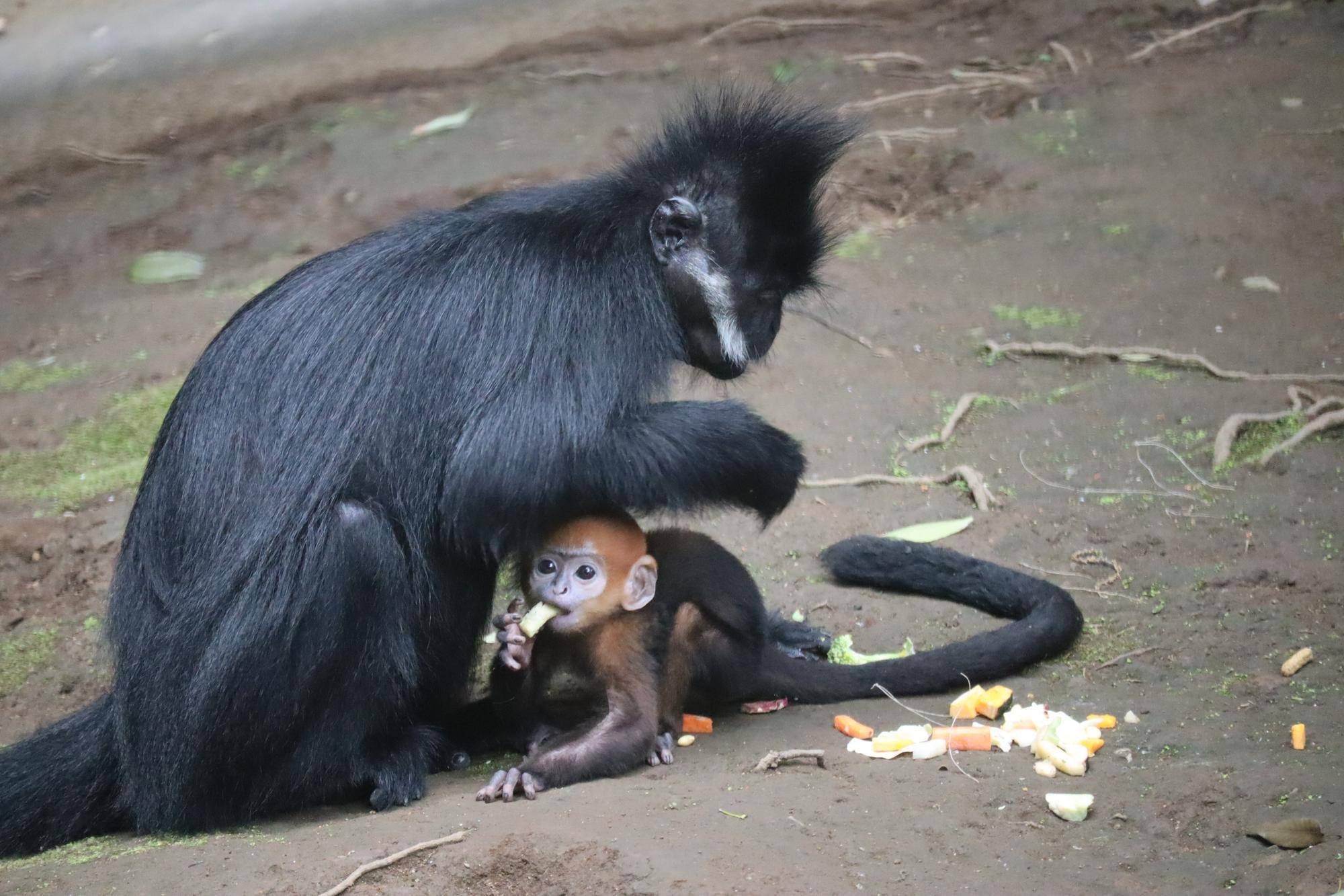 夏のズーラシアへ 今だけの“オレンジベビー”に会いたい！ 目がくりくりなフランソワルトンの子どもたちレポート 写真全48枚