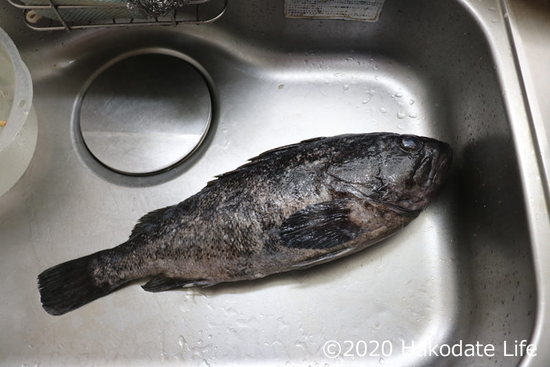 魚類図鑑・クロソイ