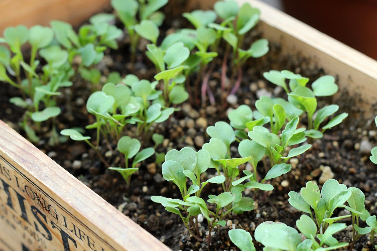 農家が教えるルッコラの栽培方法 畑やプランター、室内で。どこでも上手に育てる方法マイナビ農業