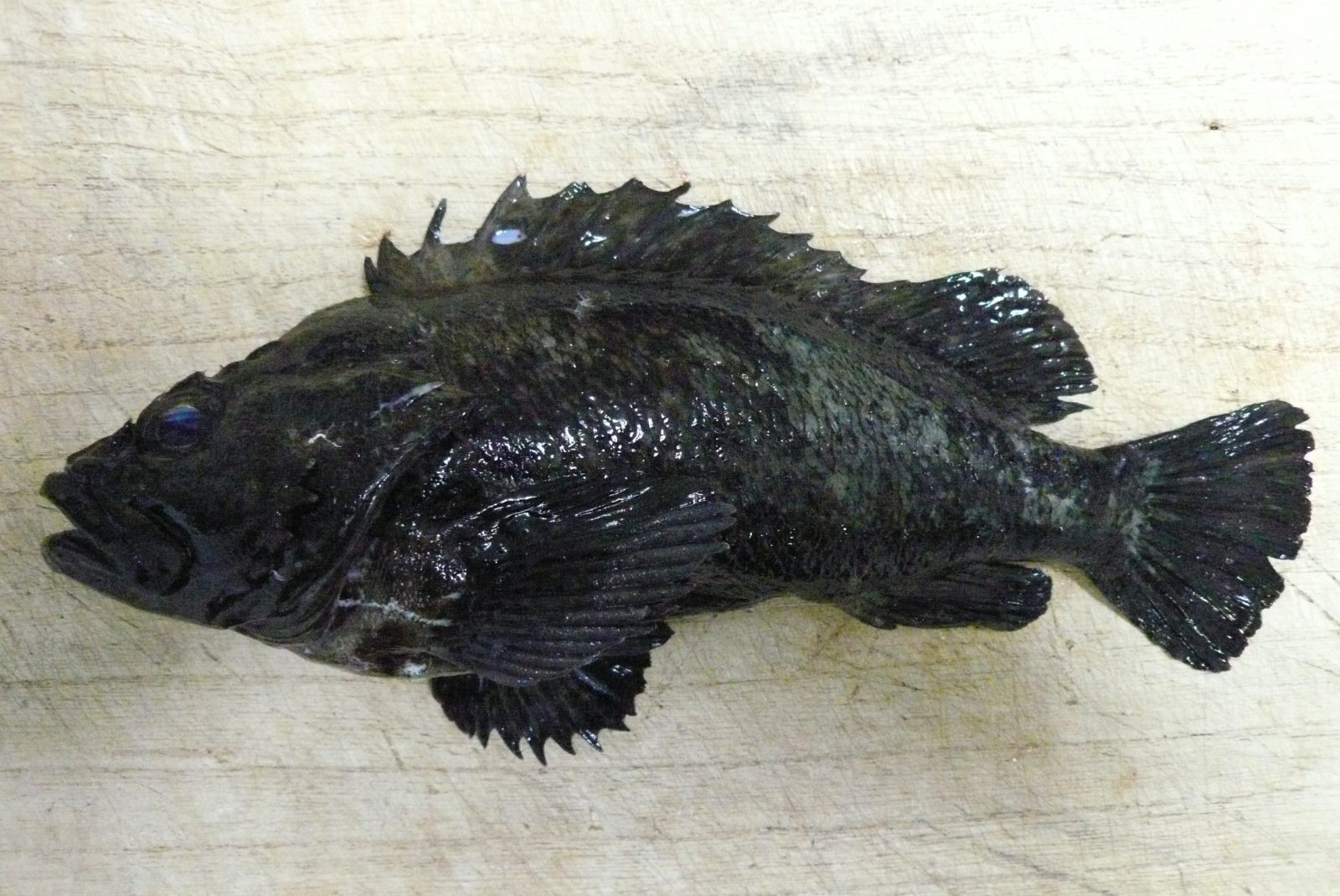 クロソイ ～見た目は・だけど美味しいよ～船橋市場船橋市地方卸売市場