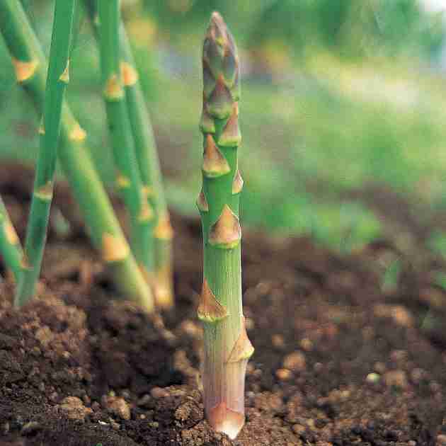 アスパラガスの育て方プランター栽培の植え替えや冬越し、株分けなど🍀GreenSnap グリーンスナップ