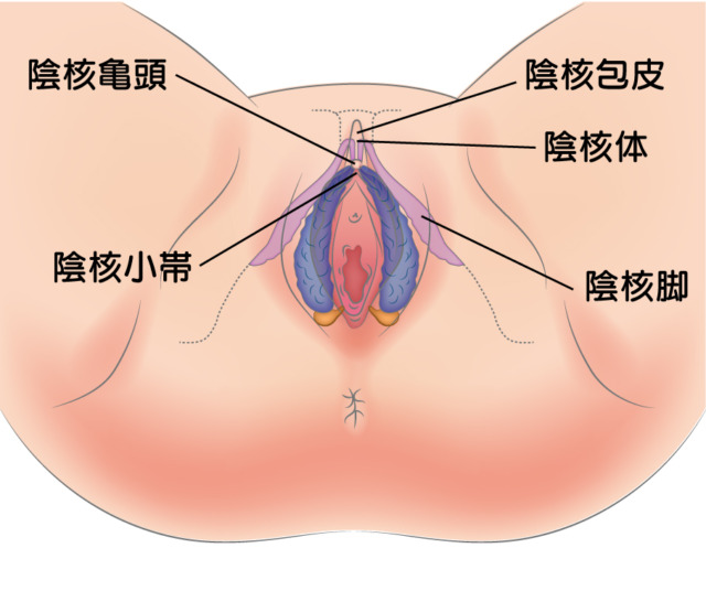 クリトリスの愛撫テクニックプロ直伝!女性をイカせる - クリトリス