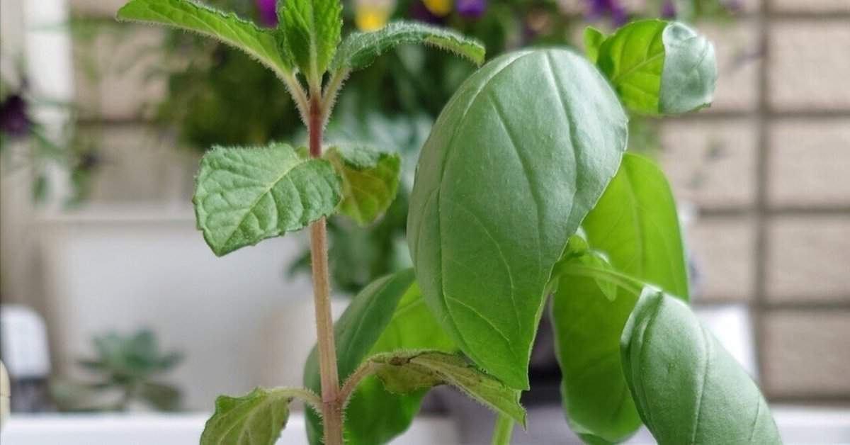 雑記帳: スイートバジル 挿し木栽培