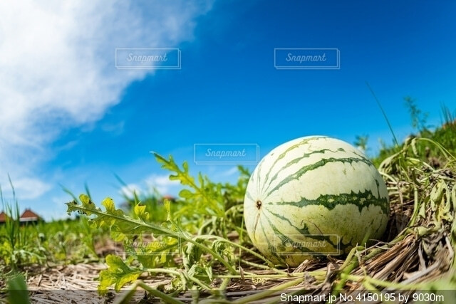 スイカ畑 夏イメージ激安資材なら青果農業資材.com