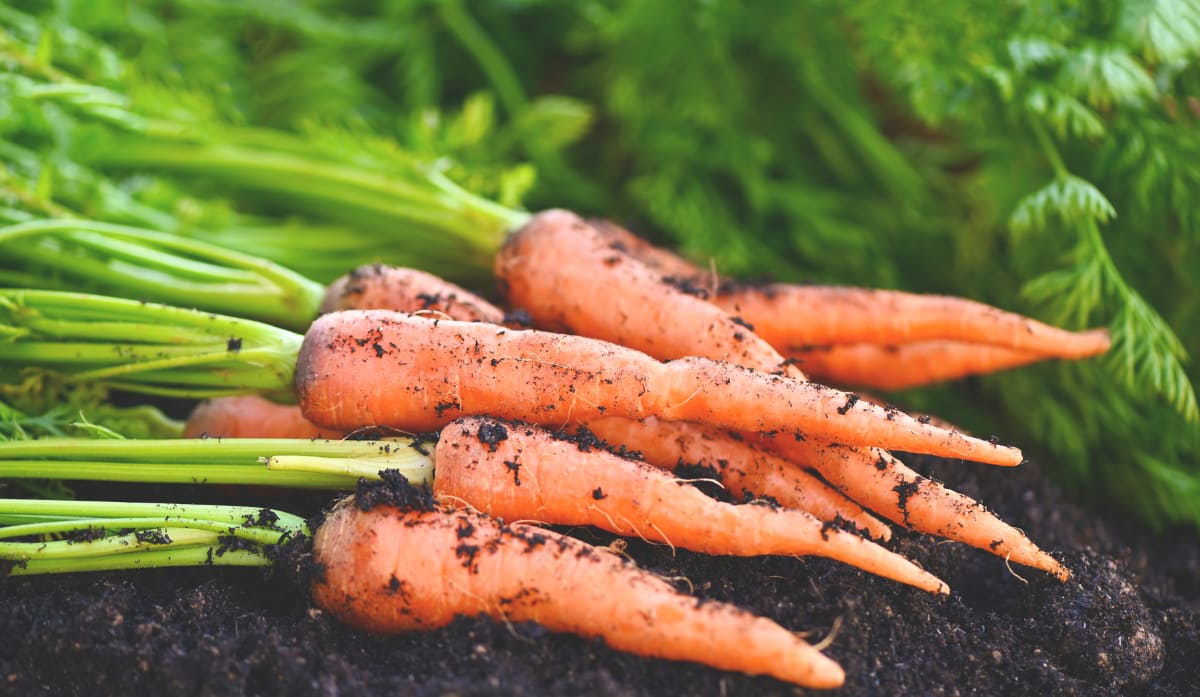 こども菜園 R 栽培セット ミニにんじん虫よけ&保温カバー付き野菜のタネ ほぼ周年まきの通販園芸ネット