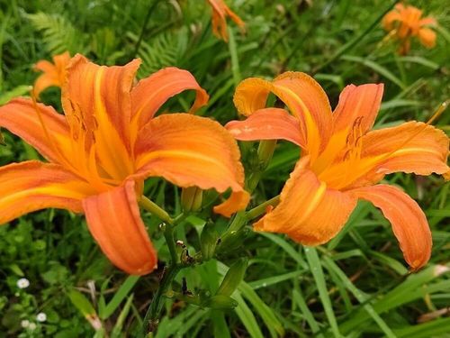 食用ノカンゾウの花 甘酢漬け