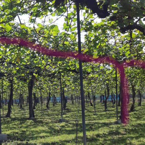 日本におけるワイン用ぶどうの栽培方法日本ワインを学ぶJWINE 公式サイト