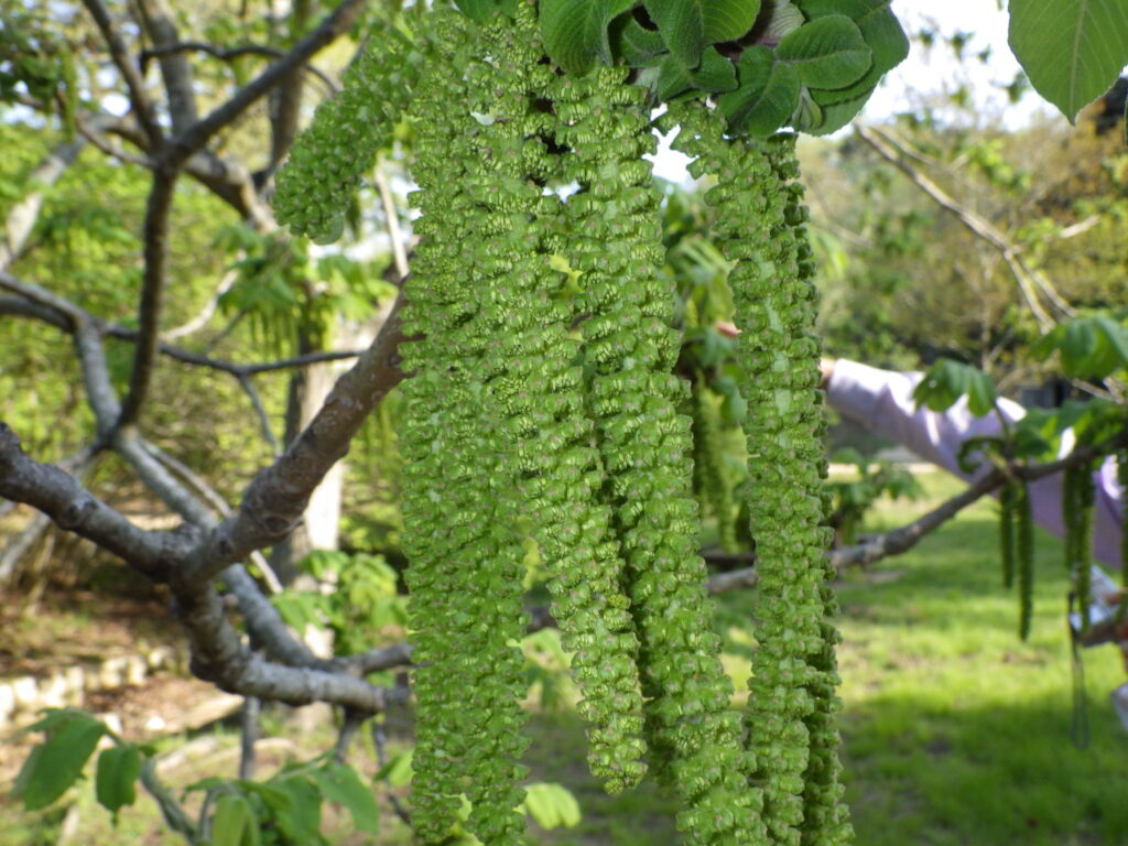 2006 11 17 クルミの実